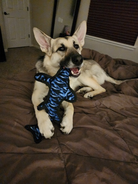 Entry image for Zoey . Clicking this image will show a larger photo