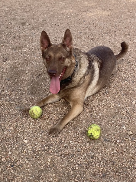 Entry image for Gracie. Clicking this image will show a larger photo