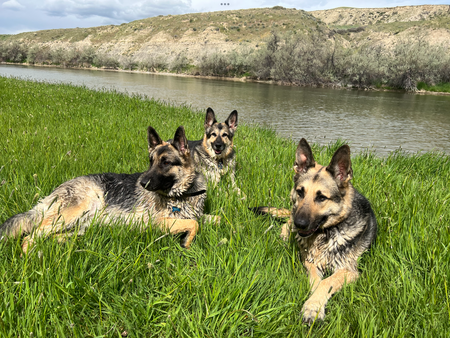 Entry image for Heidi, Guenther and Rocket. Clicking this image will show a larger photo
