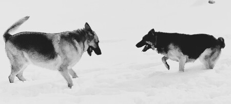 Entry image for Lincoln & Mattie. Clicking this image will show a larger photo