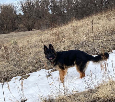 Entry image for Bear. Clicking this image will show a larger photo