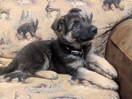 Entry image for Classic Puppy. Clicking this image will show a larger photo