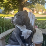 Entry image for HANK