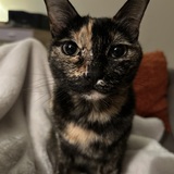 Entry image for Kitty