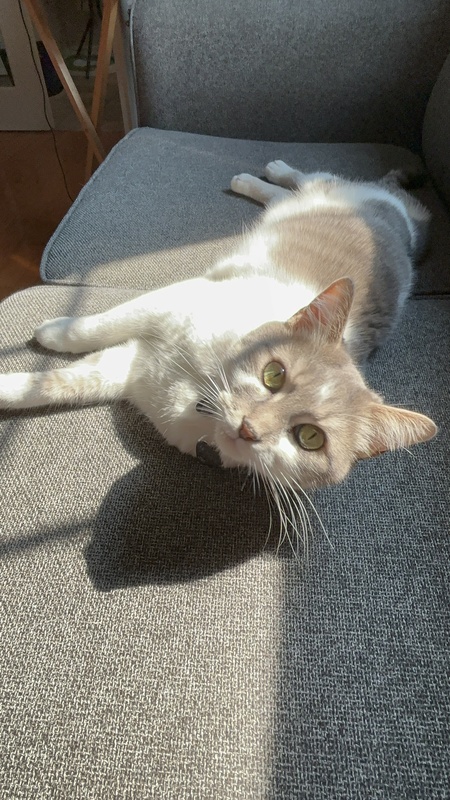 Pippa