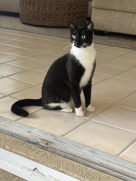 Entry image for Joey. Clicking this image will show a larger photo