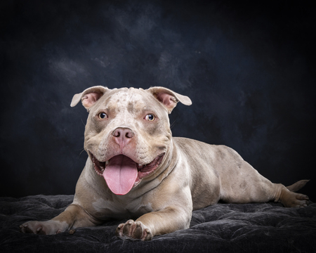 Pumba