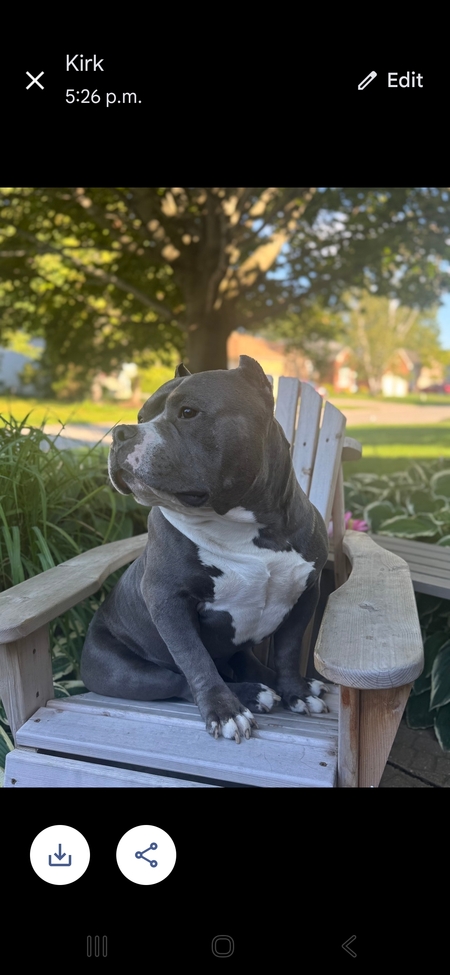 Entry image for HANK. Clicking this image will show a larger photo