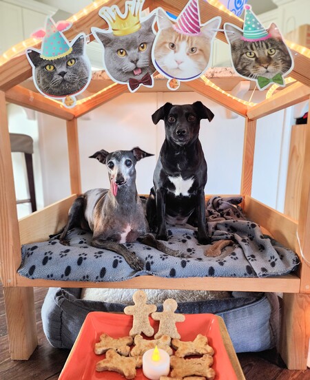 Entry image for Hercules and Dash. Clicking this image will show a larger photo