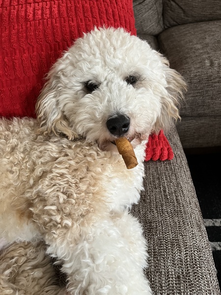 Entry image for Finn. Clicking this image will show a larger photo