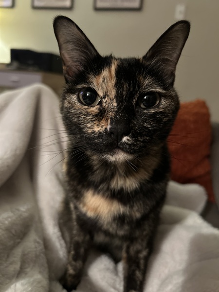 Entry image for Kitty. Clicking this image will show a larger photo
