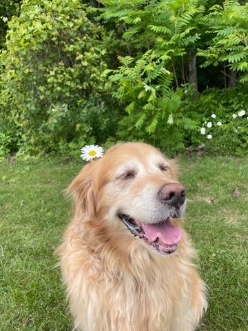 Entry image for Sophie. Clicking this image will show a larger photo
