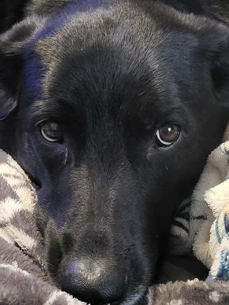 Gracie