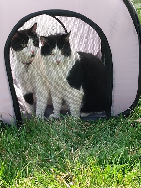 Felix and Sylvester 