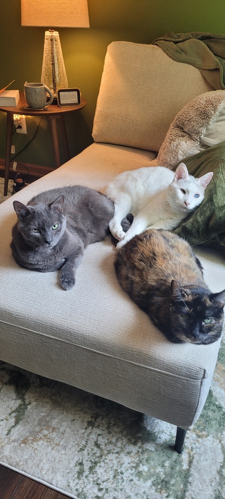 Mittens, Beau, and Princess