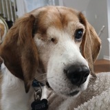 Entry image for Odin