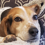 Entry image for Harper the Hero Hound