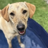 Entry image for River (Muskoka)