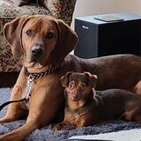 Entry image for Bella and Otis