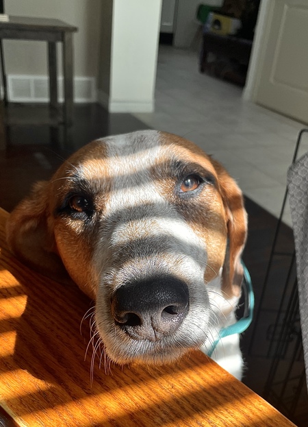 Entry image for Millie . Clicking this image will show a larger photo