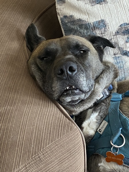 Entry image for Buddy. Clicking this image will show a larger photo