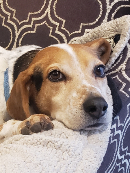 Entry image for Harper the Hero Hound. Clicking this image will show a larger photo