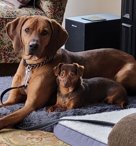 Entry image for Bella and Otis. Clicking this image will show a larger photo