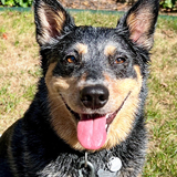 Entry image for Pepper