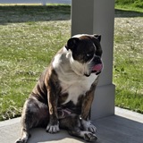 Entry image for Buddy 