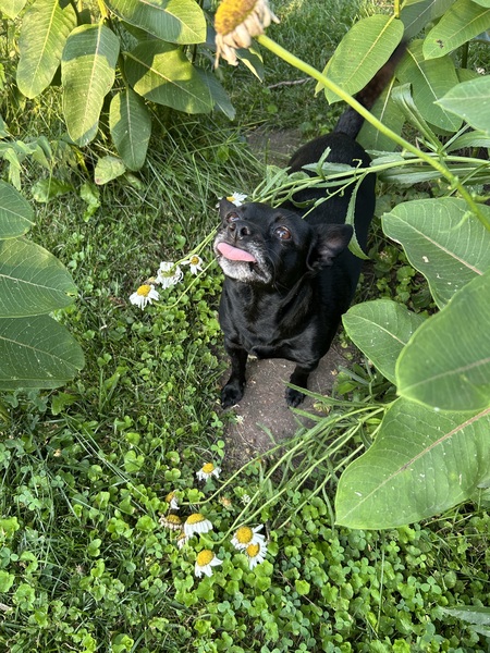 Entry image for Izabella . Clicking this image will show a larger photo