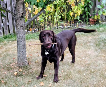 Entry image for Beatrice. Clicking this image will show a larger photo