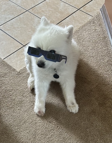 Entry image for Ace. Clicking this image will show a larger photo