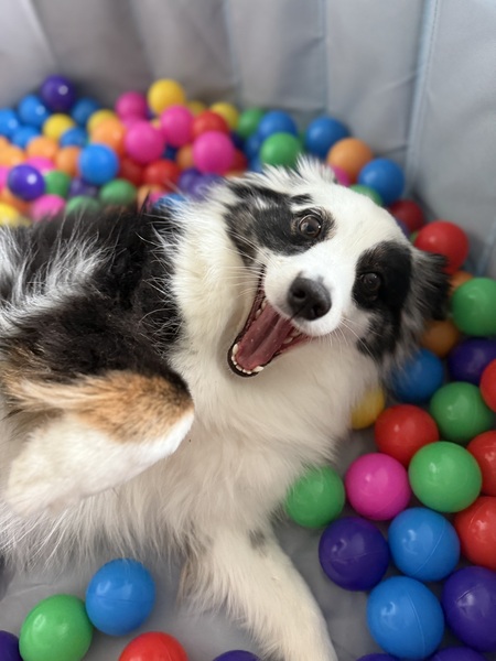 Entry image for Ollie. Clicking this image will show a larger photo