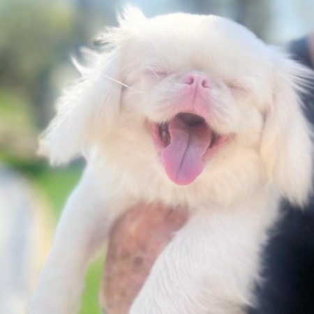 Entry image for Luna Petunia. Clicking this image will show a larger photo