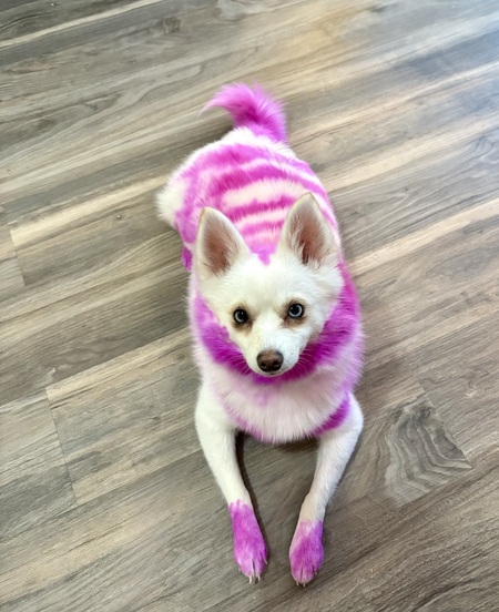 Entry image for Pepper . Clicking this image will show a larger photo