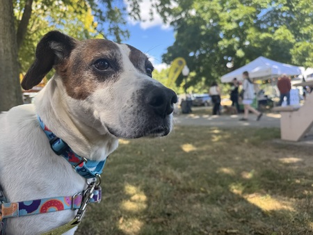 Entry image for Boone. Clicking this image will show a larger photo