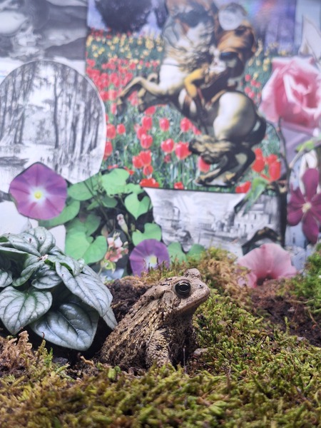 Thistle the Toad