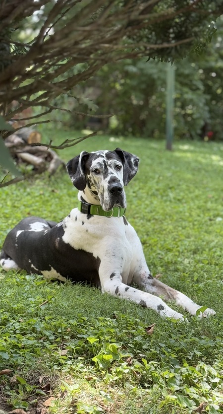 Entry image for Kobe. Clicking this image will show a larger photo