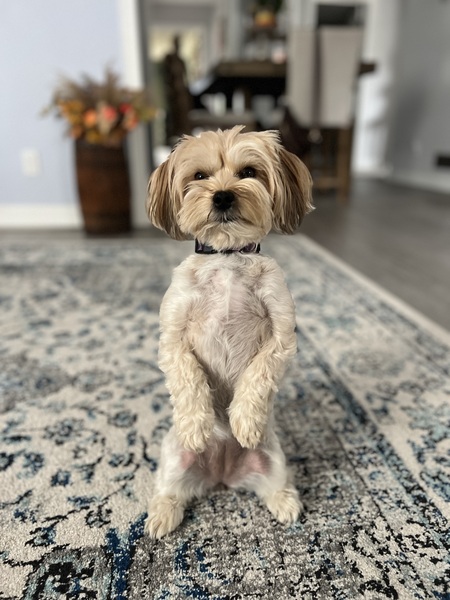 Entry image for CeCe . Clicking this image will show a larger photo