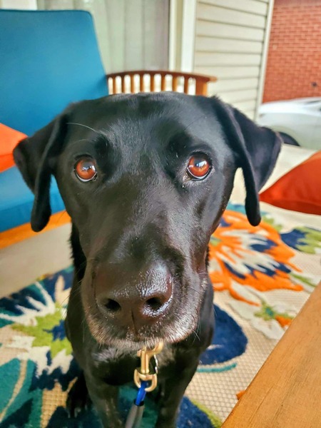 Entry image for Balthazar . Clicking this image will show a larger photo