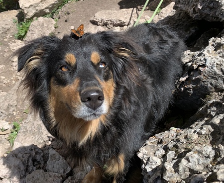 Entry image for Mango. Clicking this image will show a larger photo