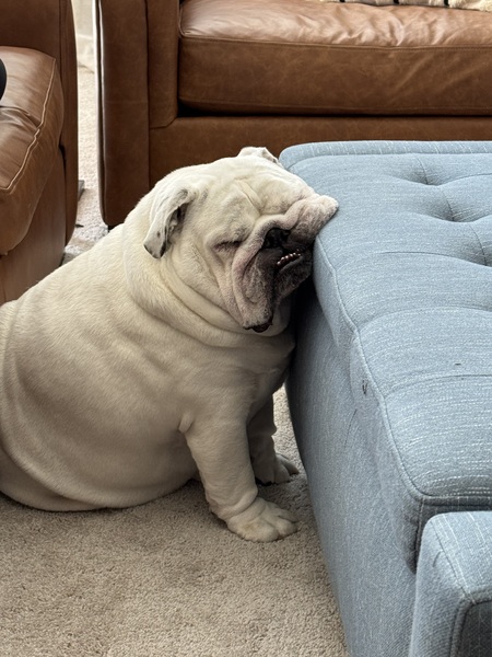 Entry image for Pickles. Clicking this image will show a larger photo