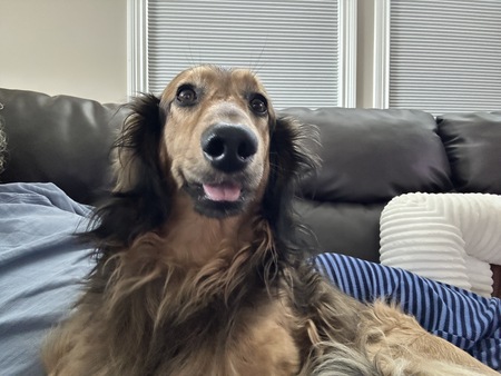 Entry image for Gus. Clicking this image will show a larger photo