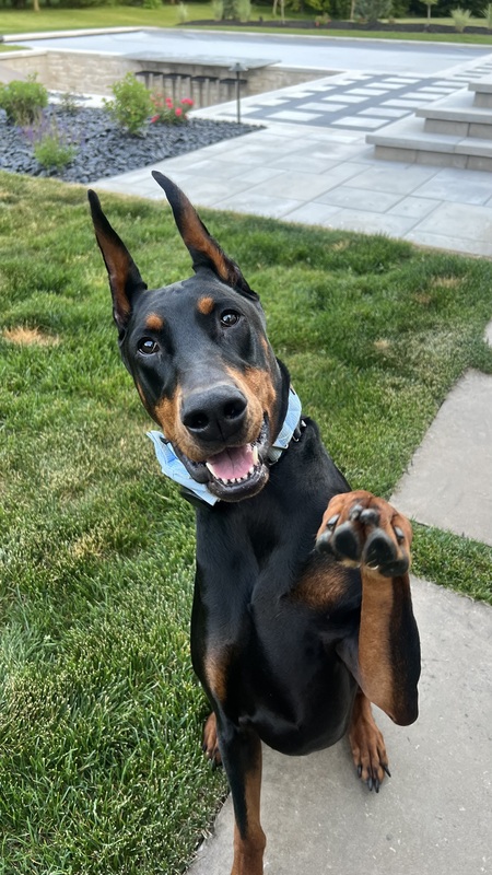 Entry image for Dobby. Clicking this image will show a larger photo