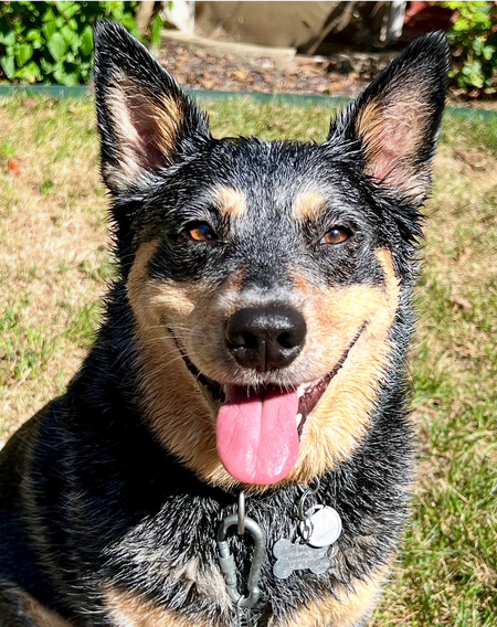 Entry image for Pepper. Clicking this image will show a larger photo