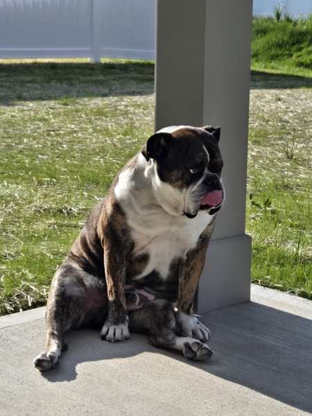 Entry image for Buddy . Clicking this image will show a larger photo