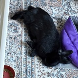 Entry image for Natasha Romanoff 