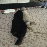 Entry image for Bucky Barnes and Natasha Romanoff 