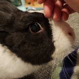 Entry image for Stevie Bunder