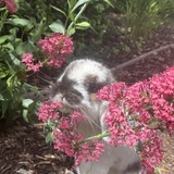 Entry image for Bonnie 